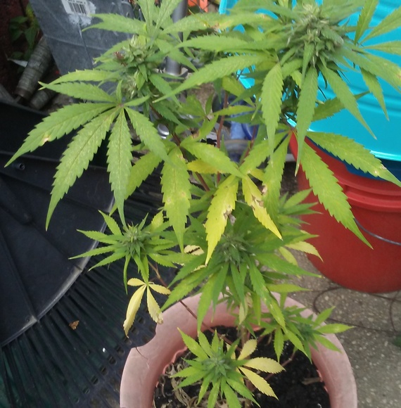 Profile Picture of Richards Paul (@richardspaul) on Poshmark