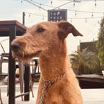 Profile Picture of irish__leah (@irish__leah) on Instagram