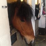 Profile Picture of Heidi Johnson🐴 (@heidi_s_life) on Instagram