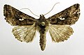 Profile Picture of Autographa mandarinaon Wikipedia
