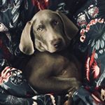 Profile Picture of Joe Zawada Fotografia (@hauka_wyzel_weimarski) on Instagram