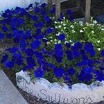 Profile Picture of Kathy Mulhern-Sullivan (@meemggboys) on Instagram