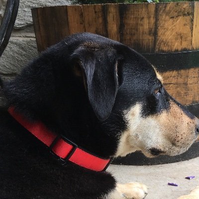 Profile Picture of Jeff Of Maryland (@JeffEll54099698) on Twitter