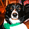 Profile Picture of allan robertson (@celticdog1) on Flickr