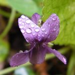 Profile Picture of Rachel Glancy (@littlegirl1972) on Instagram