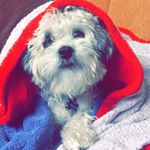 Profile Picture of 🐶🐾Archie 🐾🐶 (@archie_susarla) on Instagram