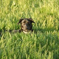 Profile Picture of Peggy Giblin (@mtgibthor) on Pinterest