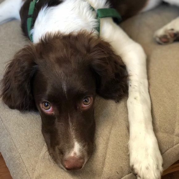 Profile Picture of Lauren La ruffa (@llaruffa) on Poshmark