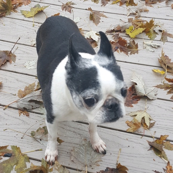 Profile Picture of Dewi Eiermann (@dewieiermann) on Poshmark