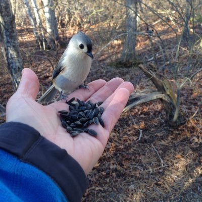 Profile Picture of Lisa Marie Collins (Cadrin) (@lmcBirdie) on Twitter
