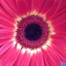 Profile Picture of Taylor Manfroni (@alwaystay) on Pinterest