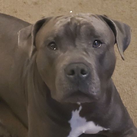 Profile Picture of leon provost (@bluethepit123) on Tiktok