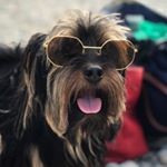 Profile Picture of Soy James 🐾 (@jamesruizmendi) on Instagram