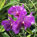Profile Picture of Cheryl Conroy (@david.conroy.3914) on Instagram