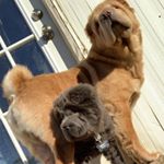 Profile Picture of Noah And Sophia Rose 🐶🌹 (@noah_sophiarose_sharpei) on Instagram