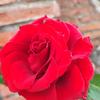 Profile Picture of rosamandile6 (@rosamandile6) on Tiktok
