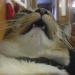 Profile Picture of Little King Trashmouth (@vickivondoom) on Instagram