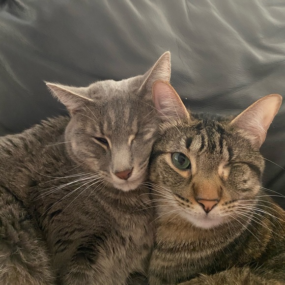 Profile Picture of Amy Langsam (@alangsam03) on Poshmark