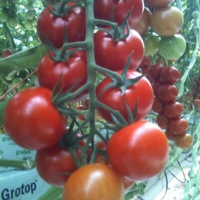 Profile Picture of Marcel Vd Berg (@bervdberg) on Twitter