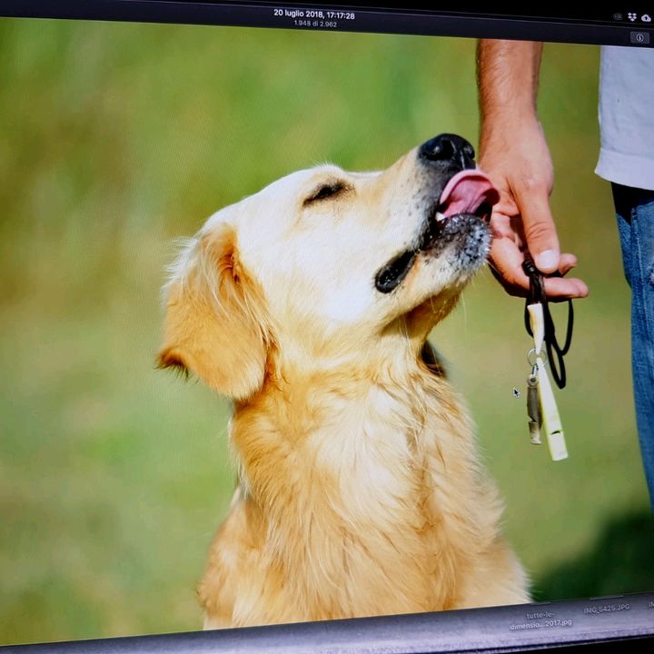 Profile Picture of Marco Bertulazzi (@marc0lazzi) on Tiktok