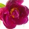 Profile Picture of Janet Arbaugh (@janet.arbaugh) on Facebook