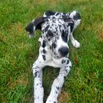 Profile Picture of Apollo 