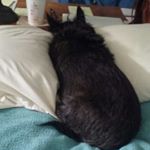 Cindy - Instagram Profile Picture of Cindy (@chassan60) on Instagram