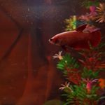 Profile Picture of Andrew Pedersen (@pnw_aquariums) on Instagram