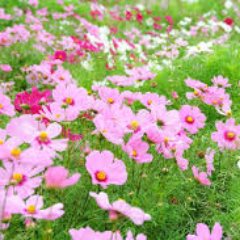 Profile Picture of Alexandra Raynolds-Skinner (@Ardnaxela2010) on Twitter