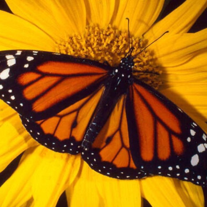 ❤️ Sonita ❤️🌈🎬 - Tiktok Profile Picture of ❤️ Sonita ❤️🌈🎬 (@lamonarca8) on Tiktok