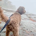 Profile Picture of Fozzie Bear Wilson-Hartzog (@fozz_doodle) on Instagram