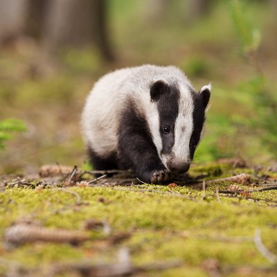 Profile Picture of DavidBravenec (@DJ_SkilletFan) on Twitter