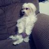 Profile Picture of Ana Grullon (@@anagrullon08) on Tiktok