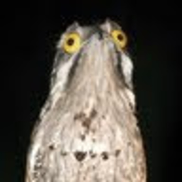 Profile Picture of Carina Cilluffo (@drcarinamd) on Poshmark