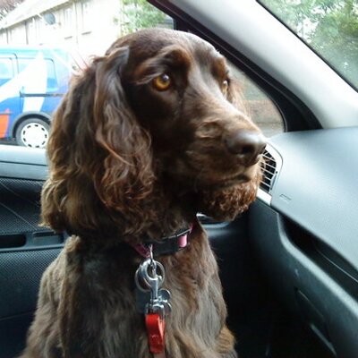 Profile Picture of Stuart Prentice (@whistlingruffus) on Twitter