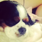 Profile Picture of Libby Lob Lollypop Parish (@topsyturveytara) on Instagram