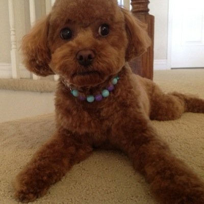 Pamela Tang - Twitter Profile Picture of Pamela Tang (@pamela0717) on Twitter