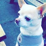 Profile Picture of Bert (@brightonbert) on Instagram