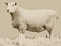 Profile Picture of Gromarkon Wikipedia