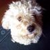 Profile Picture of Monty Doble (@monty.doble) on Facebook