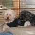 Profile Picture of Cindy Wiggins Baumgartner (@cindy.baumgartner1) on Facebook