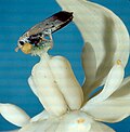 Profile Picture of Tegeticulaon Wikipedia