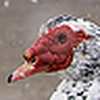 Profile Picture of Janet Mack (@redladderrn) on Flickr