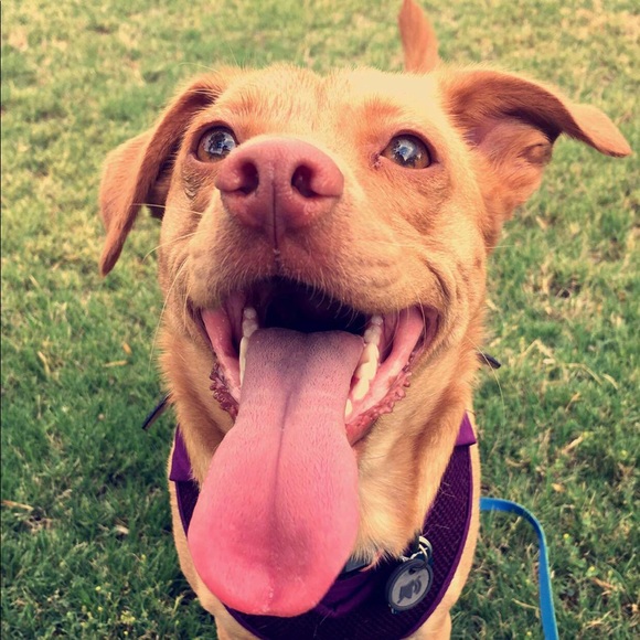 Profile Picture of Amanda Allison (@allisond10) on Poshmark