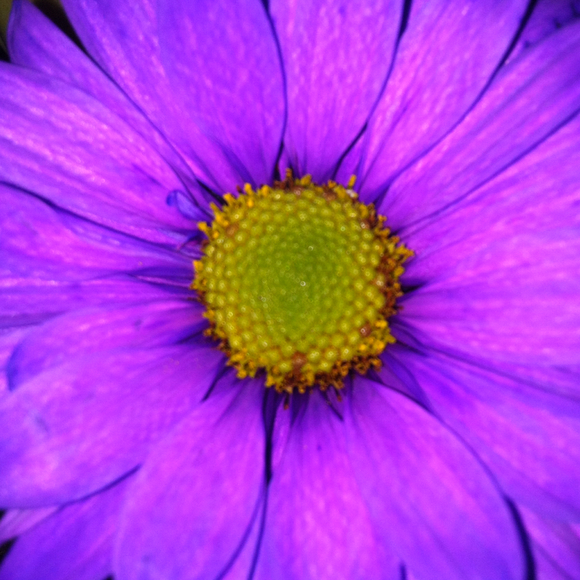 Profile Picture of Zully Gonzalez (@zenzul) on Poshmark