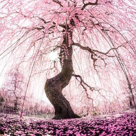 Profile Picture of Roxanne Webb (@roxle) on Pinterest