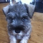 Profile Picture of Sean Mccullough (@seanmccullough951) on Instagram