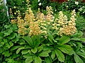 Profile Picture of Rodgersia pinnataon Wikipedia