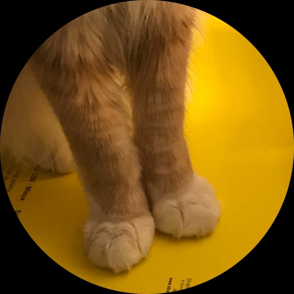 Profile Picture of Anida Manza (@sakuramiku) on Poshmark