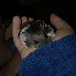 Profile Picture of Jake Birch (@ttvjakeybmondo) on Instagram